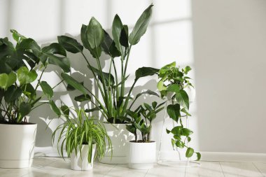 Beyaz duvarın yanındaki çömleklerde farklı güzel bitkiler.