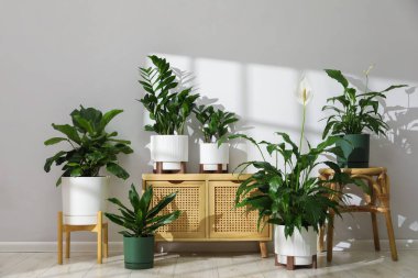 Beyaz duvarın yanındaki çömleklerde farklı güzel bitkiler.