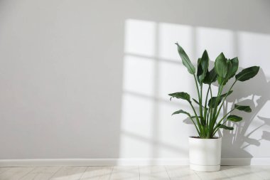 Cennetin güzel kuşu (strelitzia) saksıdaki ışık duvarının yanındaki saksı bitkisi. Metin için boşluk