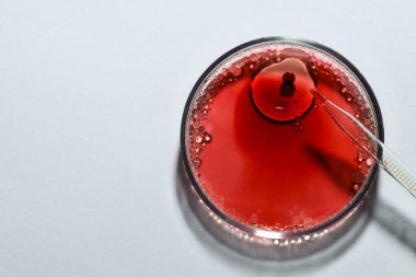 Tüp bebek tedavisinde. Pipette ve petri kabı, beyaz arka planda sıvı örneği, üst manzara. Metin için boşluk