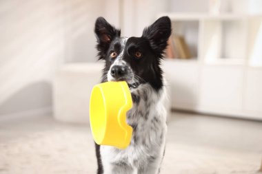 Tatlı Border Collie köpeği. Kapalı alanda yemek kasesi var, yakın plan.