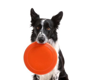 Beyaz arka planda uçan diski olan şirin bir Border Collie köpeği.