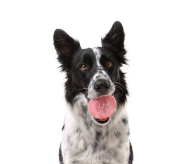 Beyaz arka planda topu olan şirin bir Border Collie köpeği.