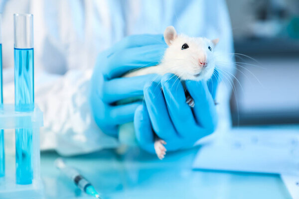Scientist working with rat at table in laboratory, closeup