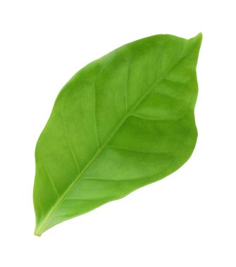 Bir yeşil kakao yaprağı beyaza izole edilmiş.