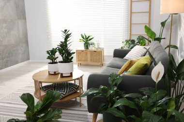 Rahat bir kanepe, kahve masası ve farklı saksı bitkileri.