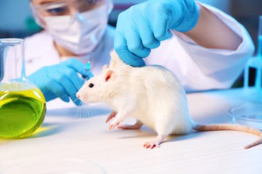 Laboratuvardaki beyaz ahşap masada fare ve şırıngayla çalışan bilim adamı, yakın plan. Hayvan testleri