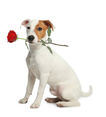 Beyaz arka planda kırmızı gül tutan sevimli köpek. Çiçekli Jack Russell Teriyeri