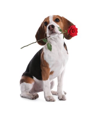 Beyaz arka planda kırmızı gül tutan sevimli köpek. Çiçekli av köpeği.