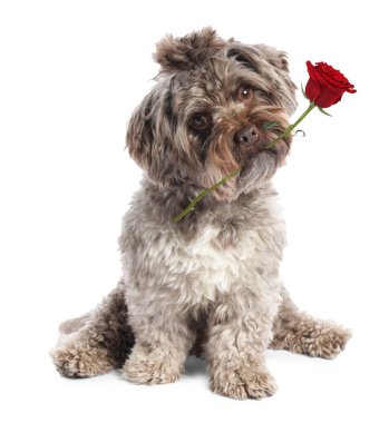 Beyaz arka planda kırmızı gül tutan sevimli köpek. Maltipoo çiçekle oturuyor.