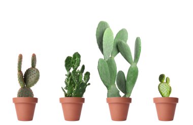 Opuntia kaktüsleri beyaz tencerelerde izole edilmiş.