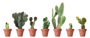 Opuntia kaktüsleri beyaz tencerelerde izole edilmiş.