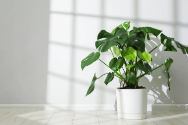 Beyaz duvarın yanındaki saksıda çok güzel bir bitki var. Metin için boşluk