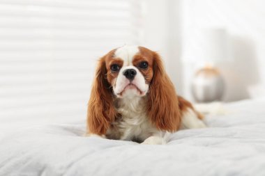 Şövalye Kral Charles Spaniel evde yatakta