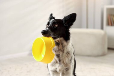 Tatlı Border Collie köpeği. Kapalı alanda yemek kasesi var, yakın plan.