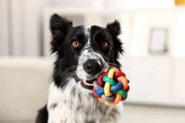 Şirin Border Collie köpeği oyuncağı içeride, yakın plan.