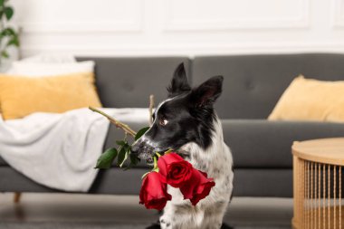 Kırmızı güllü şirin bir Border Collie köpeği, yakın plan.