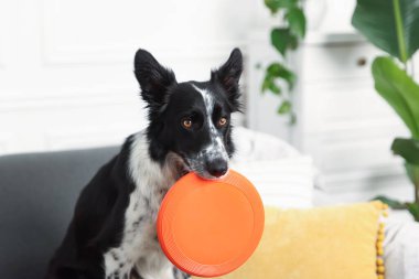İçeride uçan diski olan şirin bir Border Collie köpeği.