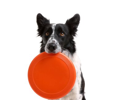 Beyaz arka planda uçan diski olan şirin bir Border Collie köpeği.