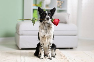 Kırmızı güllü şirin bir Border Collie köpeği.