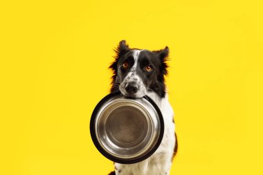 Sarı arka planda beslenme kabı olan şirin bir Border Collie köpeği.