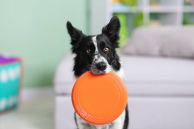 Kapalı alanda uçan diski olan şirin bir Border Collie köpeği, yakın plan.