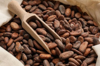 Taze kakao çekirdeği ve kepçe çuval, yakın plan.