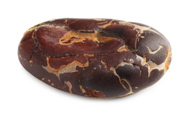 Bir doğal kakao çekirdeği beyaz üzerine izole edilmiş.
