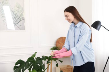 Ev bitkisinin yapraklarını silen kadın.