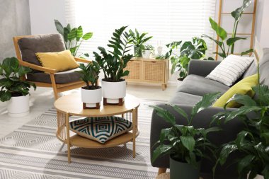 Rahat bir kanepe, kahve masası ve farklı saksı bitkileri.