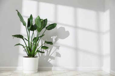 Cennetin güzel kuşu (strelitzia) saksıdaki ışık duvarının yanındaki saksı bitkisi. Metin için boşluk