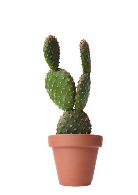 Opuntia kaktüsü tencerede, beyaza izole edilmiş, koleksiyon