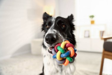 Şirin Border Collie köpeği oyuncağı içeride, yakın plan.