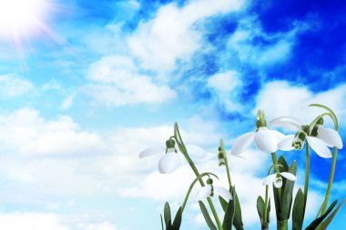 Mavi gökyüzünün altında güneşli bir günde kabarık bulutlarla açan kar damlaları.