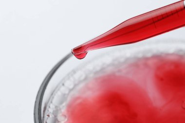 Tüp bebek tedavisinde. Pipette ve petri kabı. Beyaz arka planda sıvı örneği var. Yakın plan.