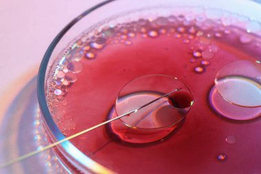 Tüp bebek tedavisinde. Işık arka planında sıvı numunesi olan iğne ve petri kabı, yakın plan.