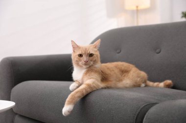 Evdeki kanepede yatan sevimli kızıl kedi.