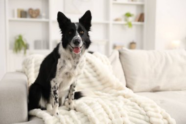 Evdeki kanepede oturan sevimli Border Collie köpeği. Metin için boşluk