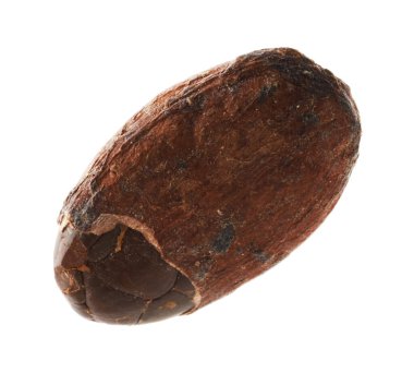 Bir doğal kakao çekirdeği beyaz üzerine izole edilmiş.