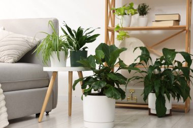 Tencere ve mobilyalardaki farklı güzel bitkiler.