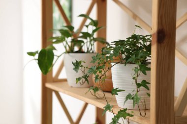 Tencere içindeki farklı güzel bitkiler ve içerideki ahşap raftaki hava nemlendirici, yakın plan.