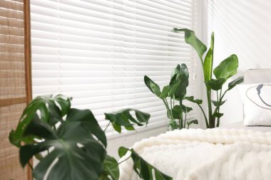 Tencere ve yatağın içinde farklı güzel bitkiler, yakın plan.