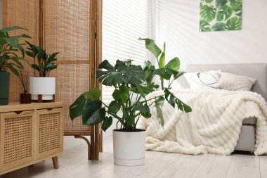 Tencere ve yatağın içinde farklı güzel bitkiler.