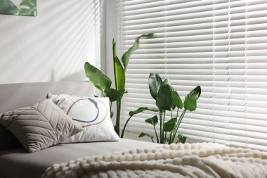 Tencere ve yatağın içinde farklı güzel bitkiler.