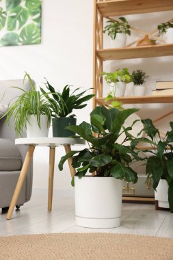 Tencere ve mobilyalardaki farklı güzel bitkiler.