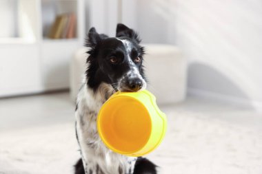 Tatlı Border Collie köpeği. Kapalı alanda yemek kasesi var, yakın plan.