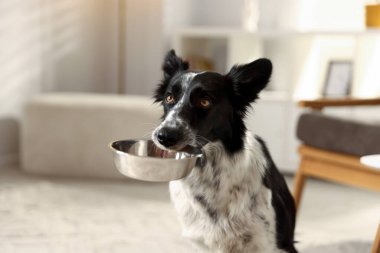 Tatlı Border Collie köpeği. Kapalı alanda yemek kasesi var, yakın plan.