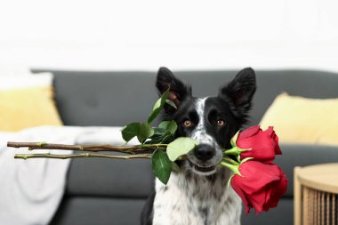 Kırmızı güllü şirin bir Border Collie köpeği, yakın plan.