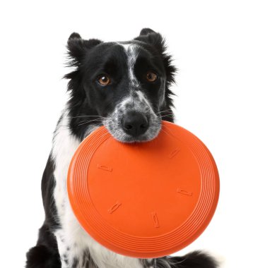 Beyaz arka planda uçan diski olan şirin bir Border Collie köpeği.