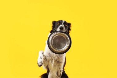 Sarı arka planda beslenme kabı olan şirin bir Border Collie köpeği.